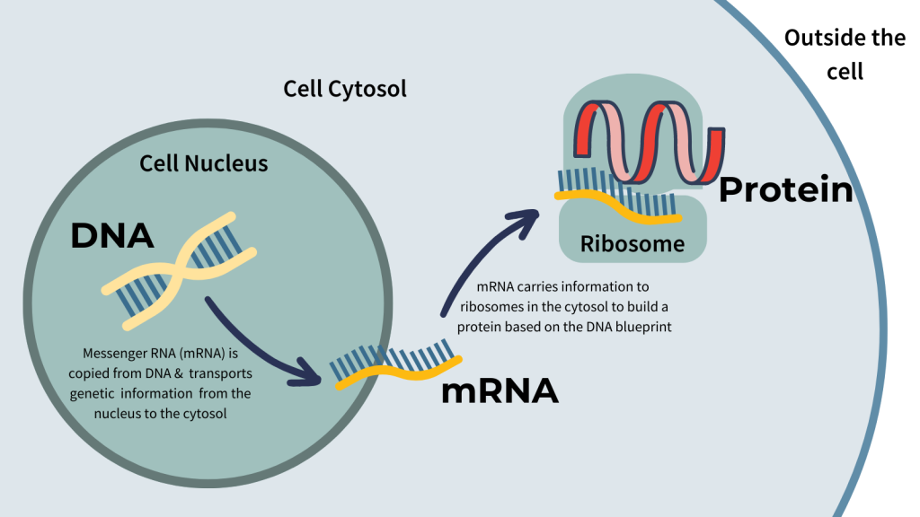 The Science Behind EGFP mRNA