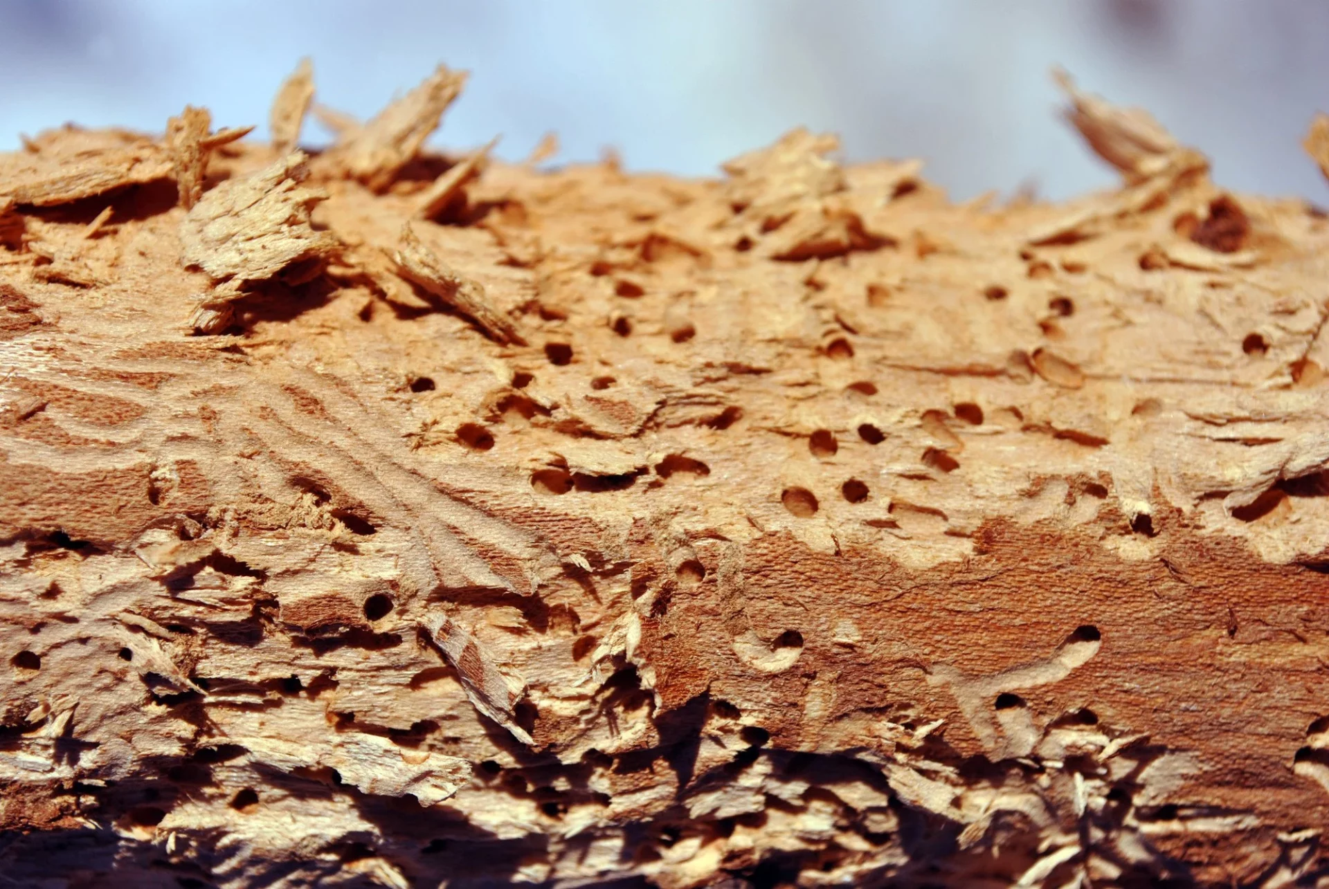Termite Larvae vs Maggots
