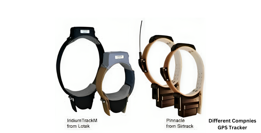 animal tracking bracelets