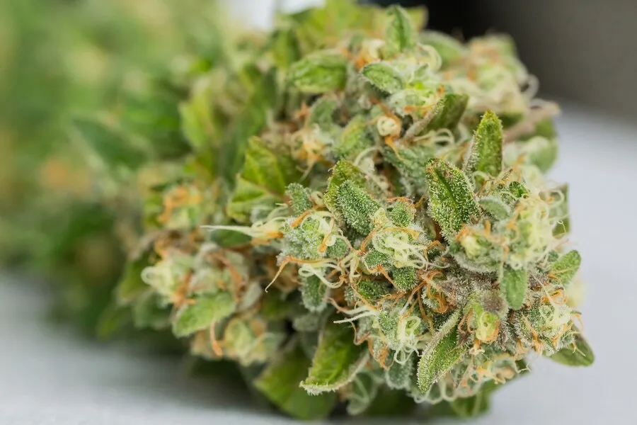 hybrid marijuana strains