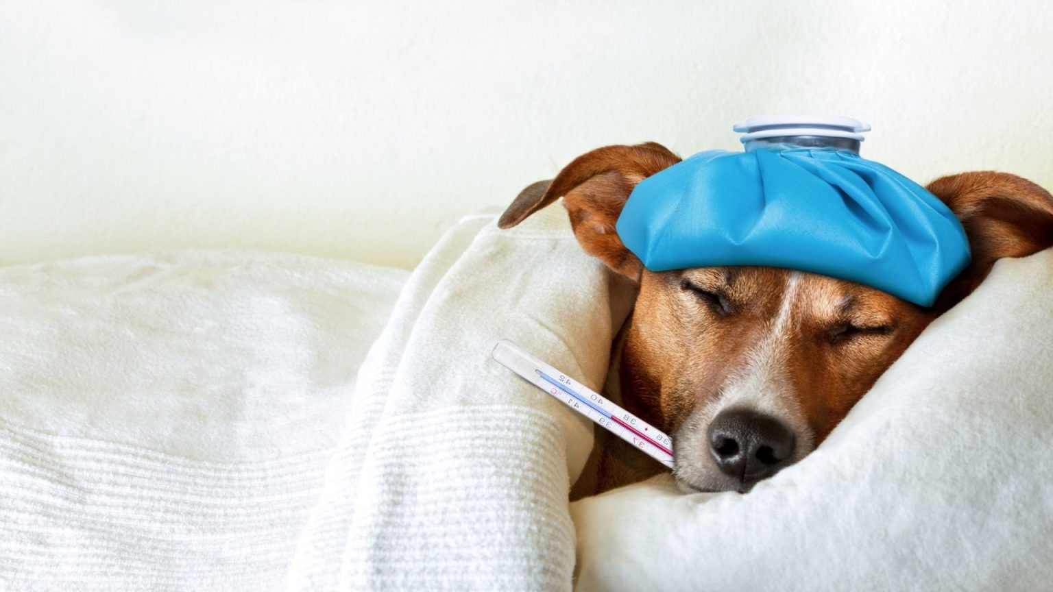 Can Popcorn Cause Diarrhea In Dogs?