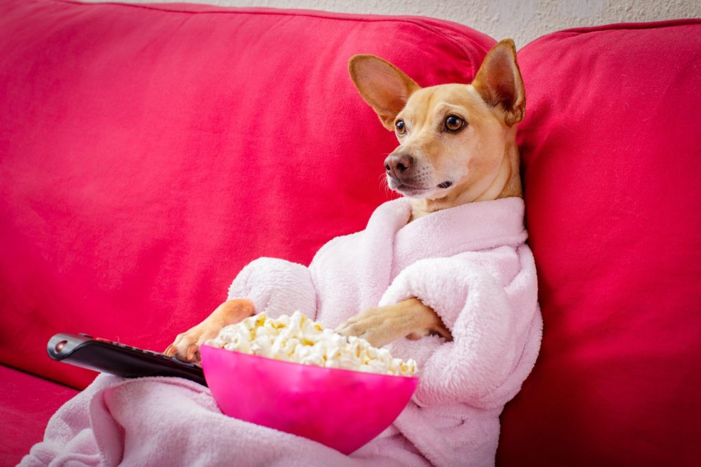 Signs of Stomach Upset in Dogs After Eating Popcorn