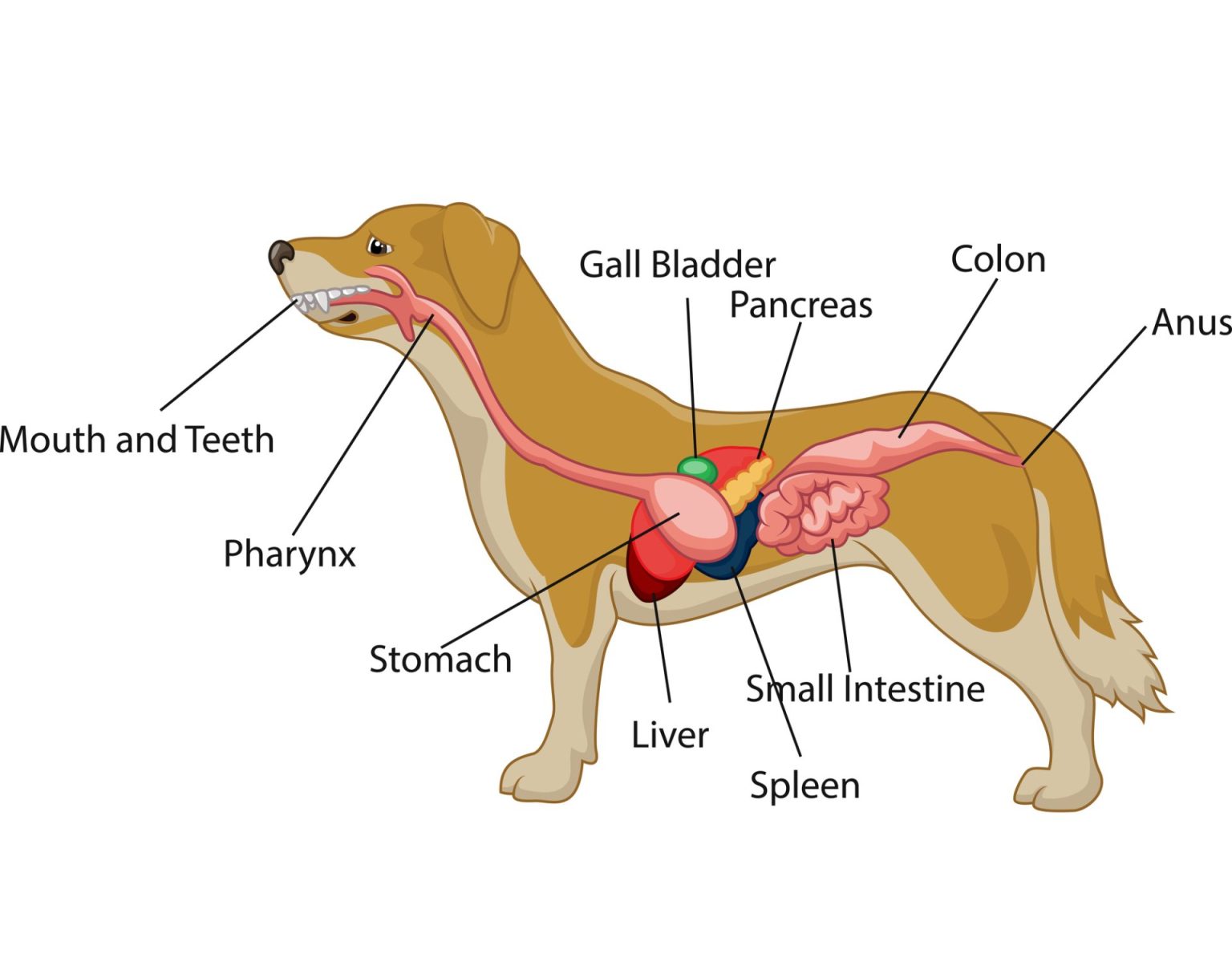 can-popcorn-cause-diarrhea-in-dogs