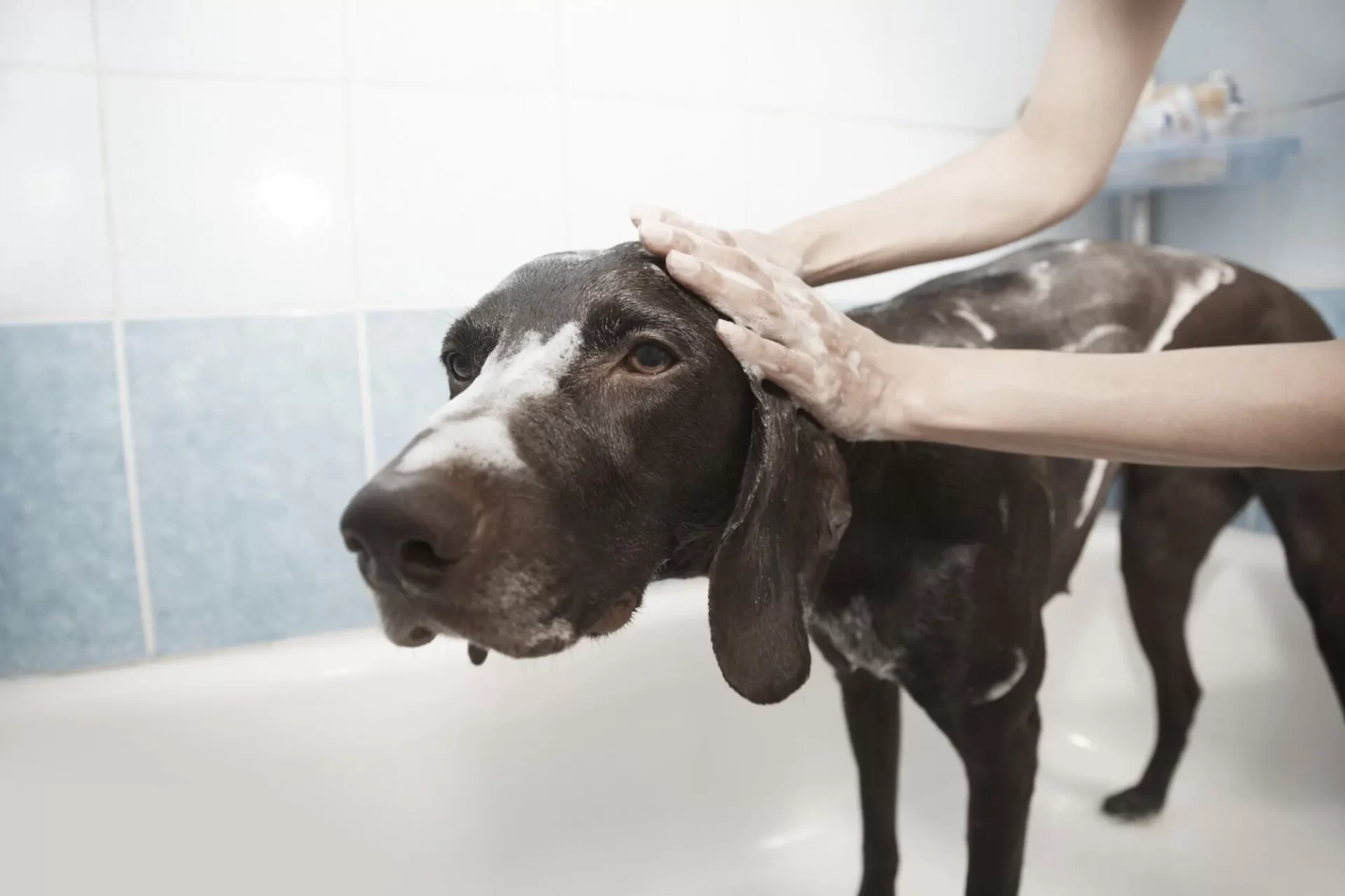How Mobile Grooming Services Provide Personalized Care for Pets