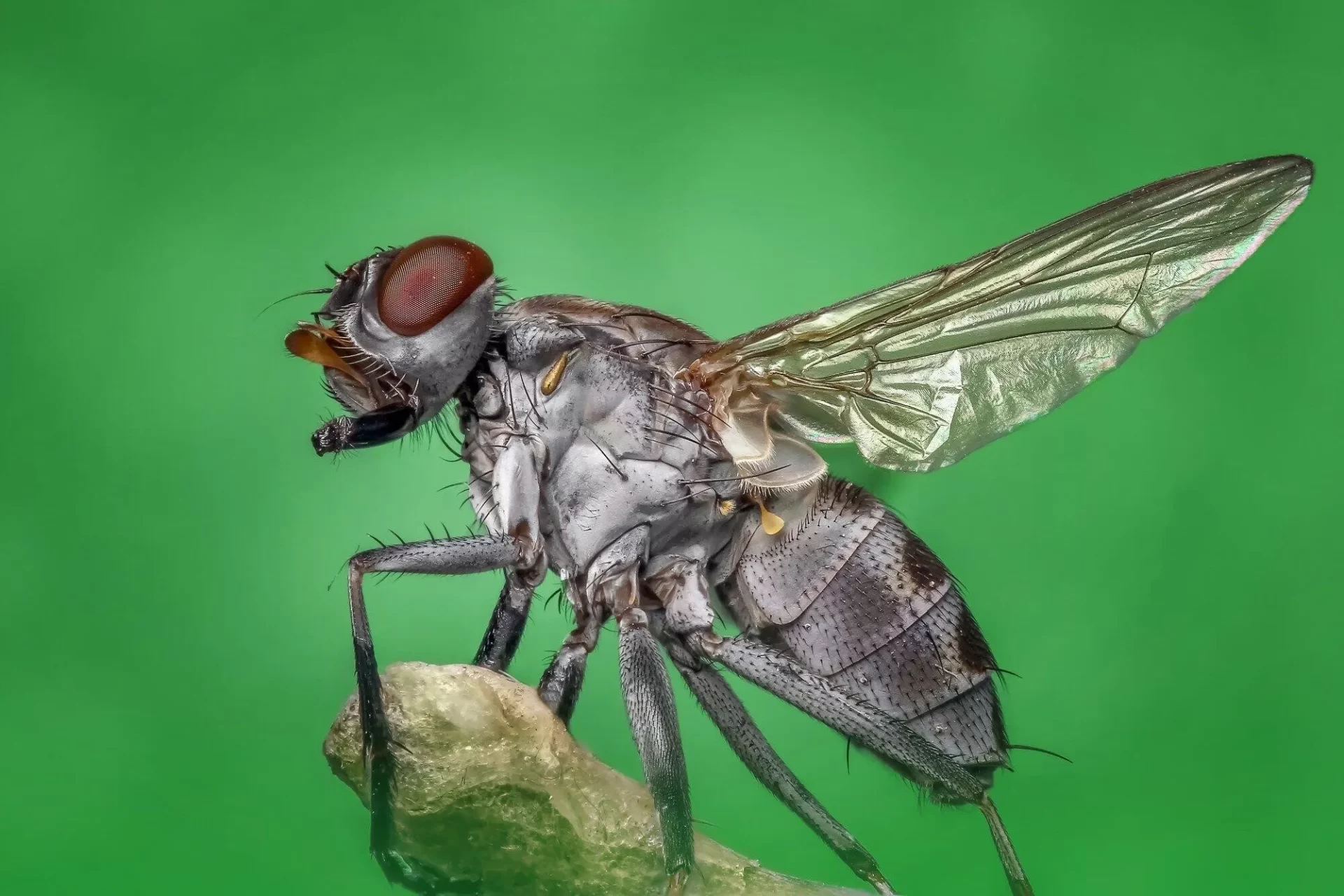 fly exterminator