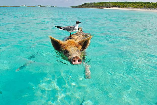 Playful Pigs